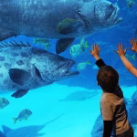 آکواریوم استانبول سفروایرانیان#6801