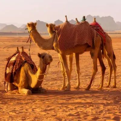 تور دبی سفروایرانیان 1 1 (2) (2) (2) (2) (2) (2) (2) (2) (2) (2) (2) (2) (2) (2) (2) (2) (2) (2) (2) (2) (2) (2) (2)#7046